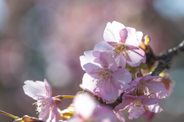 カラフルな春の桜