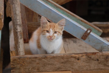 エジプト・アスワンのストリートで暮らす猫 （2006年12月）