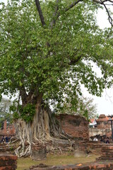 Fototapeta premium tree in the park