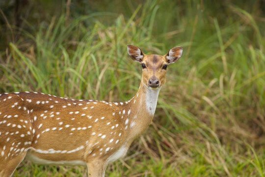 Axis, Axis indický, Spotted deer or Chital or axis axis at forest Sri Lanka,