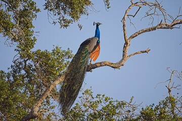 Wild male Peacock in Yala West National Park, Sri Lanka, close up, super light