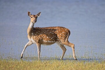 Axis, Axis indický, Spotted deer or Chital or axis axis at forest Sri Lanka,