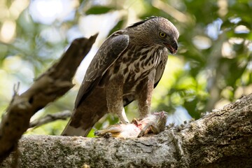 The changeable hawk-eagle eating small deer, (Nisaetus cirrhatus) or crested hawk-eagle is a large bird of prey species.  Spotted during the safari at Wilpattu national park in Sri Lanka. 