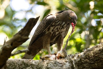 The changeable hawk-eagle eating small deer, (Nisaetus cirrhatus) or crested hawk-eagle is a large bird of prey species.  Spotted during the safari at Wilpattu national park in Sri Lanka. 