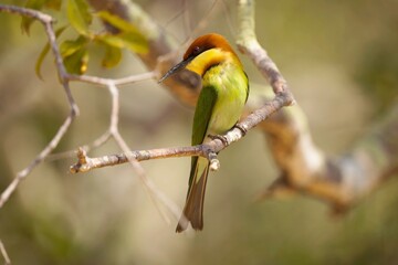 Chestnut-headed Bee-eater, (Merops leschenaulti), vlha hnědohlavá sitting on a branch in Wilpattu, Sri Lanka.