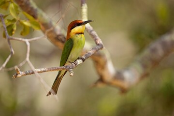 Chestnut-headed Bee-eater, (Merops leschenaulti), vlha hnědohlavá sitting on a branch in Wilpattu, Sri Lanka.