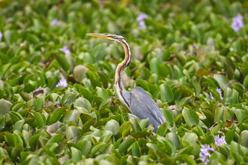 The purple heron, Red heron (Ardea purpurea) in natural habitat. In the lake at Sri Lanka, Volavka Červen&aacute;