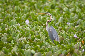 The purple heron, Red heron (Ardea purpurea) in natural habitat. In the lake at Sri Lanka, Volavka Červená