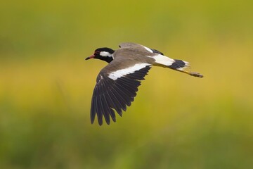 Beautiful red-wattled lapwing bird (Vanellus indicus) in the hole, bird of Sri Lanka, Čejka černoprsá