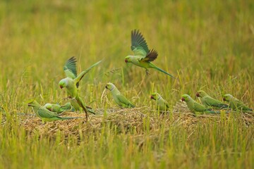 Flying the rose-ringed parakeet (Psittacula krameri), also known as the ring-necked parakeet, is a...