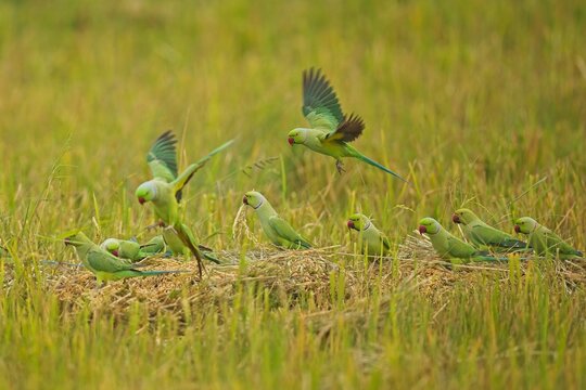 Flying the rose-ringed parakeet (Psittacula krameri), also known as the ring-necked parakeet, is a medium-sized parrot. Beautiful colourful  parrot, cute parakeets , Alexandr Mal&yacute;
