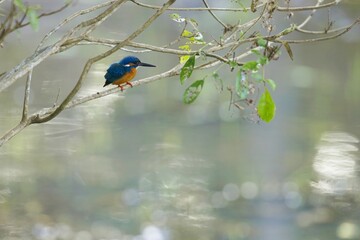 The common kingfisher (Alcedo atthis), ledňáček říční also known as the Eurasian kingfisher sitting on a branch catching fish.