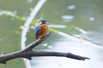 The common kingfisher (Alcedo atthis), ledňáček říční also known as the Eurasian kingfisher sitting on a branch catching fish.