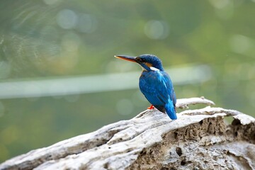 The common kingfisher (Alcedo atthis), ledňáček říční also known as the Eurasian kingfisher sitting on a branch catching fish.