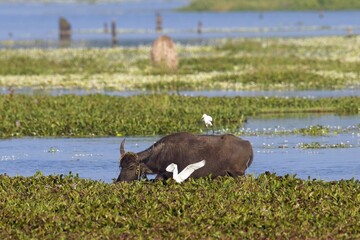 Refreshment of Water buffalo. Male water buffalo bathing in the pond in Sri Lanka. The Sri Lanka...