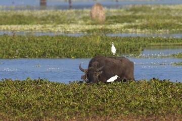 Refreshment of Water buffalo. Male water buffalo bathing in the pond in Sri Lanka. The Sri Lanka...