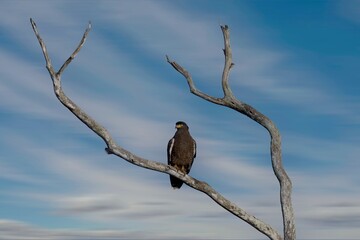 The crested serpent eagle, (Spilornis cheela), Orlík Chocholatý , perched on tree branches, detailed closeup, Sri Lanka