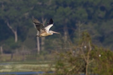Flying Spot-billed Pelican, Pelecanus philippensis, pelikan skvrnozobý, It is a bird of large inland and coastal waters, especially large lakes.
