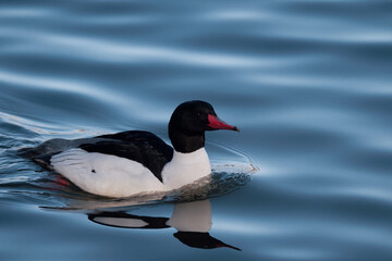 Common Merganser on calm blue lake water