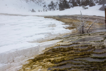 Yellowstone Mammoth Hot Spring Terraces