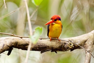The oriental dwarf kingfisher (Ceyx erithaca), also known as the black-backed kingfisher or three-toed kingfisher, on the branch, closeup
