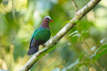 Asian Emerald Dove, (Chalcophaps indica), holub zelenokřídlý, Brightly-colored dove of the forest floor with bright green wings, coral-red bill, and ash-gray forehead. In a super light.