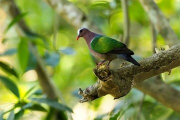Asian Emerald Dove, (Chalcophaps indica), holub zelenokřídlý, Brightly-colored dove of the forest floor with bright green wings, coral-red bill, and ash-gray forehead. In a super light.