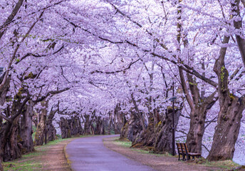 弘前公園の桜