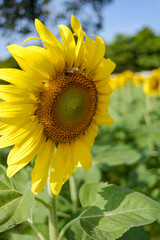Beautiful sunflower on a sunny 