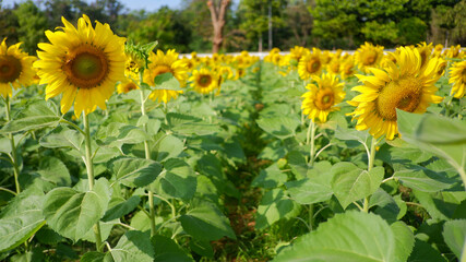 Beautiful sunflower on a sunny 