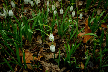 Snowdrop flowers