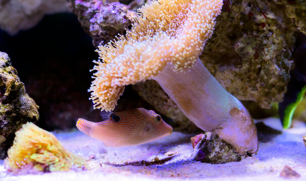 Fingerprint compressed toby puffer fish - Canthigaster compressa