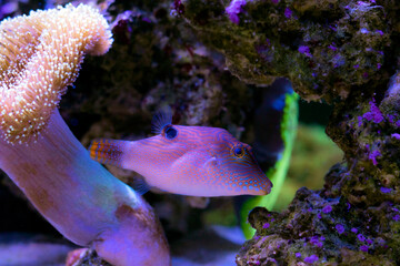 Fingerprint compressed toby puffer fish - Canthigaster compressa