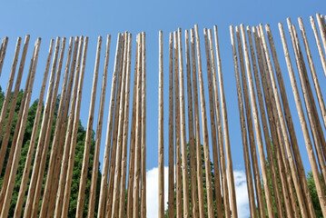 北山杉　北山丸太　京都市北区