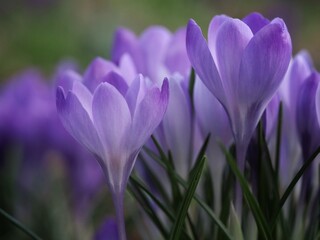 Wild Crocus  Growing in Spring 