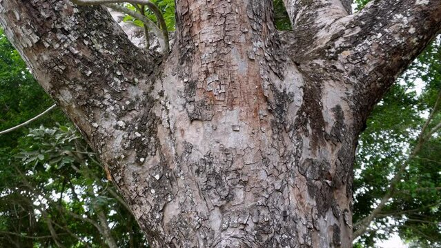 Slow tilt up mahogany tree in Botanical Garden