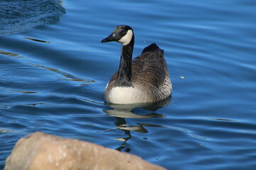 country goose swimming