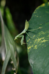 mantis