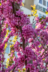 Obraz premium Pink flowers on Redbud Tree. Vertical. Judas tree (Cercis siliquastrum) blossoms in springtime. Cercis canadensis. Cercis siliquastrum
