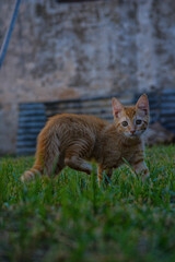 cat on the grass