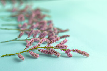 Twigs covered with small delicate pink flowers. On turquoise background. Small-flowered tamarisk . (Tamarix parviflora)
