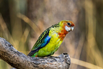 Eastern Rosella in Victoria Australia