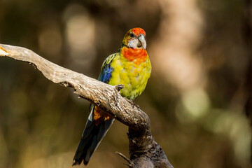 Eastern Rosella in Victoria Australia