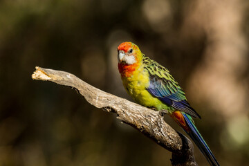 Eastern Rosella in Victoria Australia