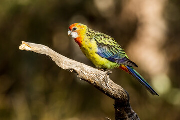 Eastern Rosella in Victoria Australia