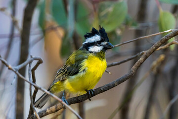 Eastern Shrike-tit in Victoria Australia