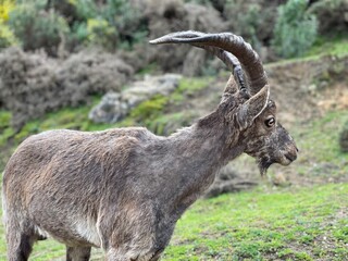 Ojen Protected Wild fare area , Malaga - Spain 