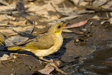 Fuscous Honeyeater in Victoria Australia