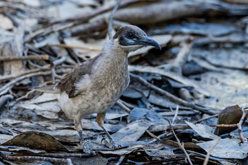 Little Friarbird in Victoria Australia
