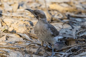 Little Friarbird in Victoria Australia